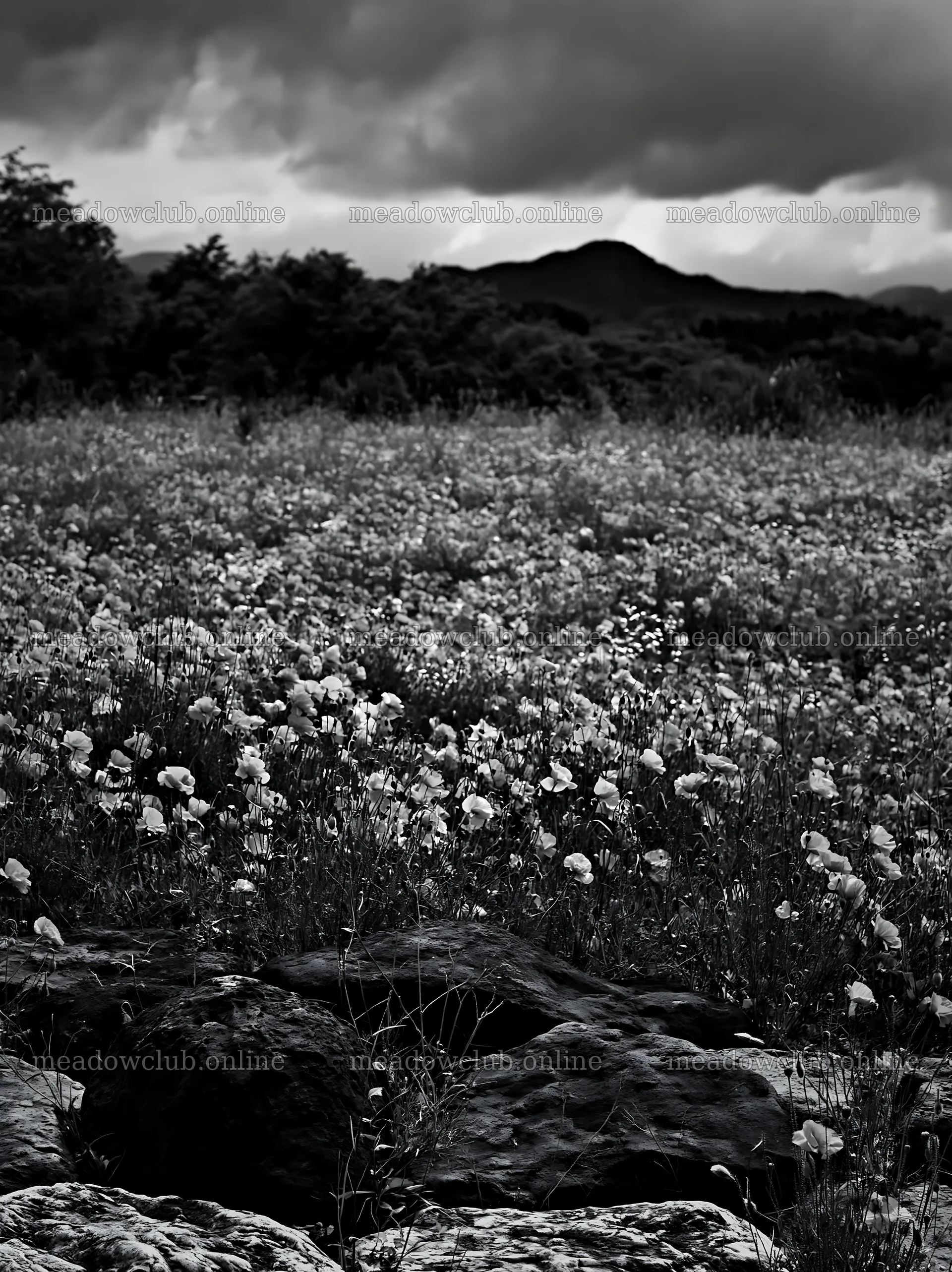 Kyoto wildflower meadow with stones in spring landscape – meadow photos 6866x9174