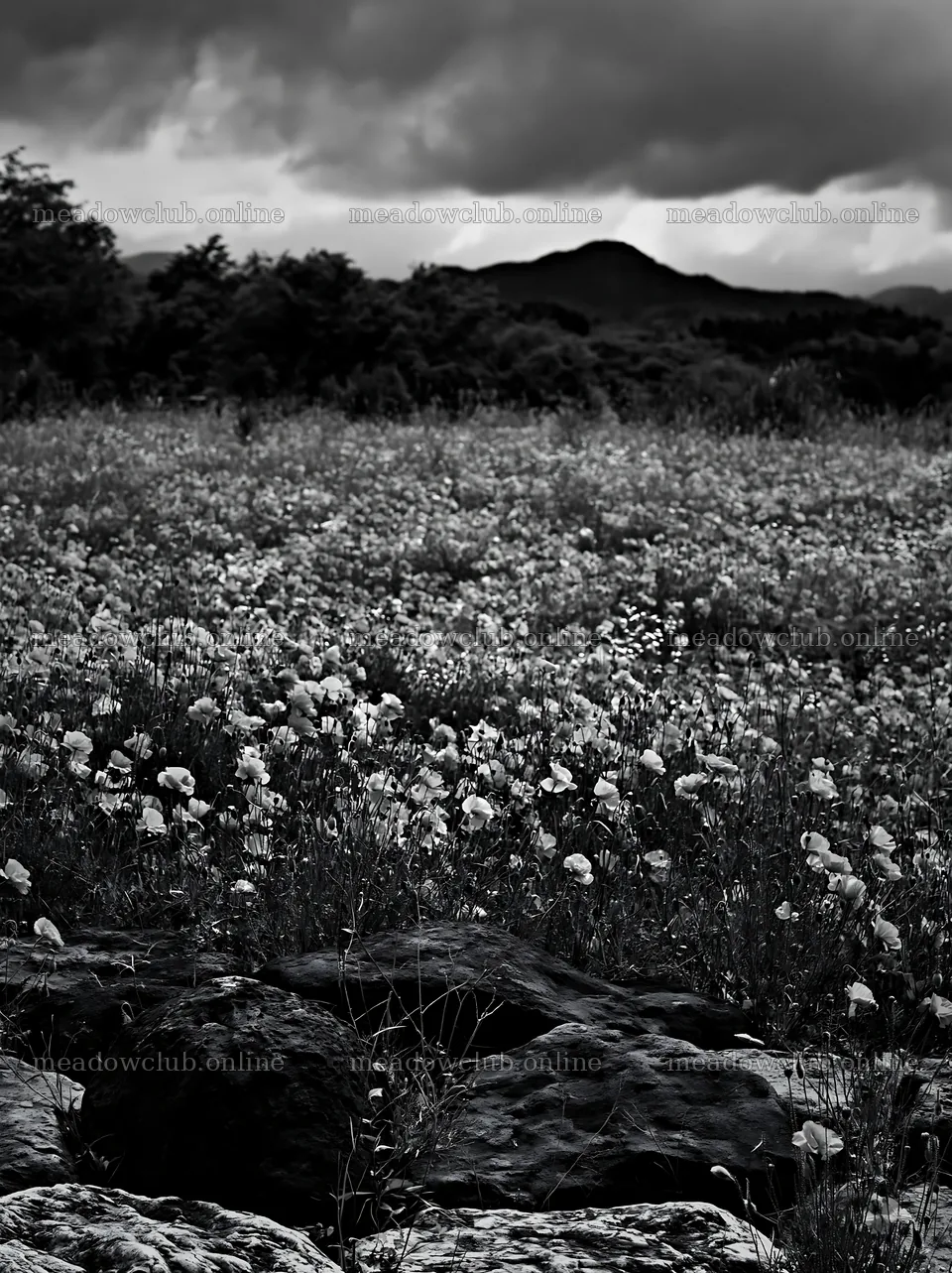 Kyoto wildflower meadow with stones in spring landscape – meadow photos 6866x9174