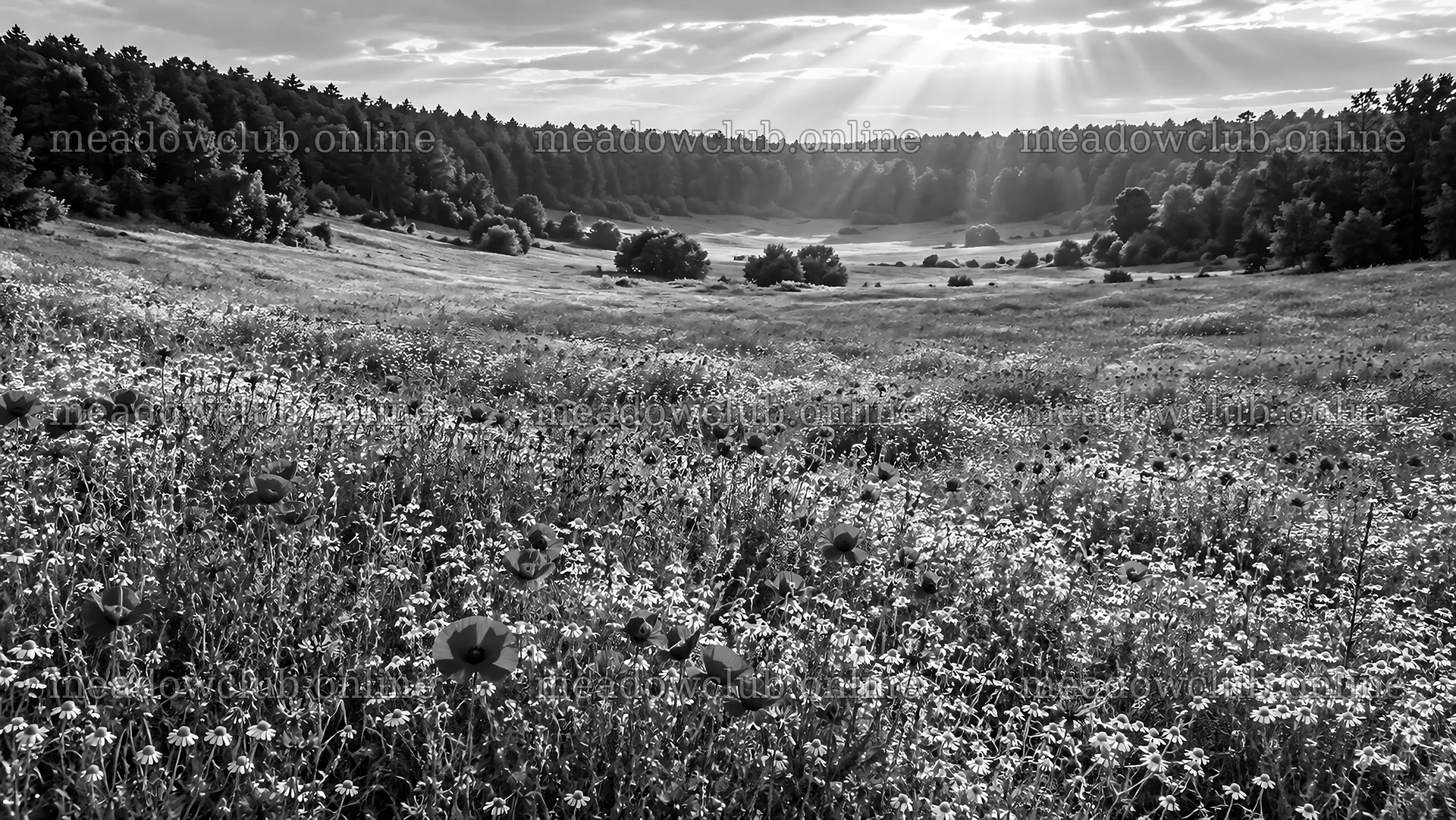 Sunbeams Over a Forest Clearing in Monochrome – meadow photos 10324x5812
