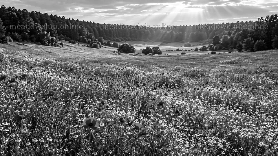Sunbeams Over a Forest Clearing in Monochrome – meadow photos 10324x5812