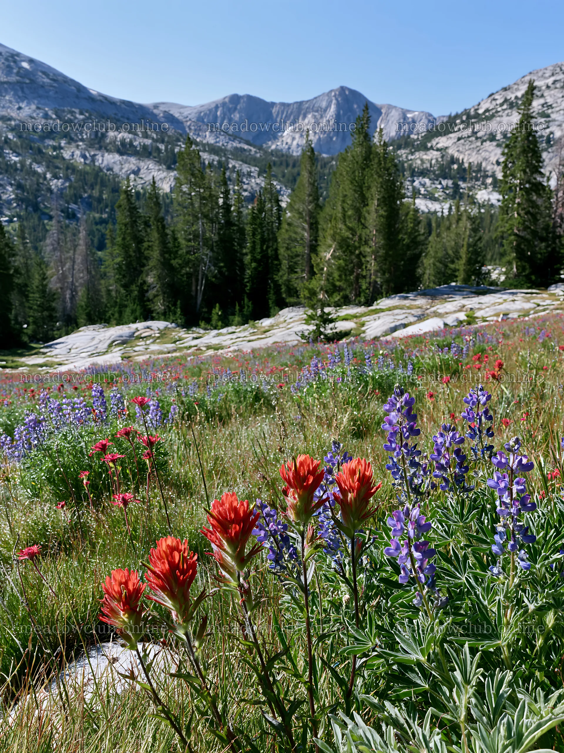 Paintbrush lupine meadow with mountains in the background – meadow photos 6866x9174