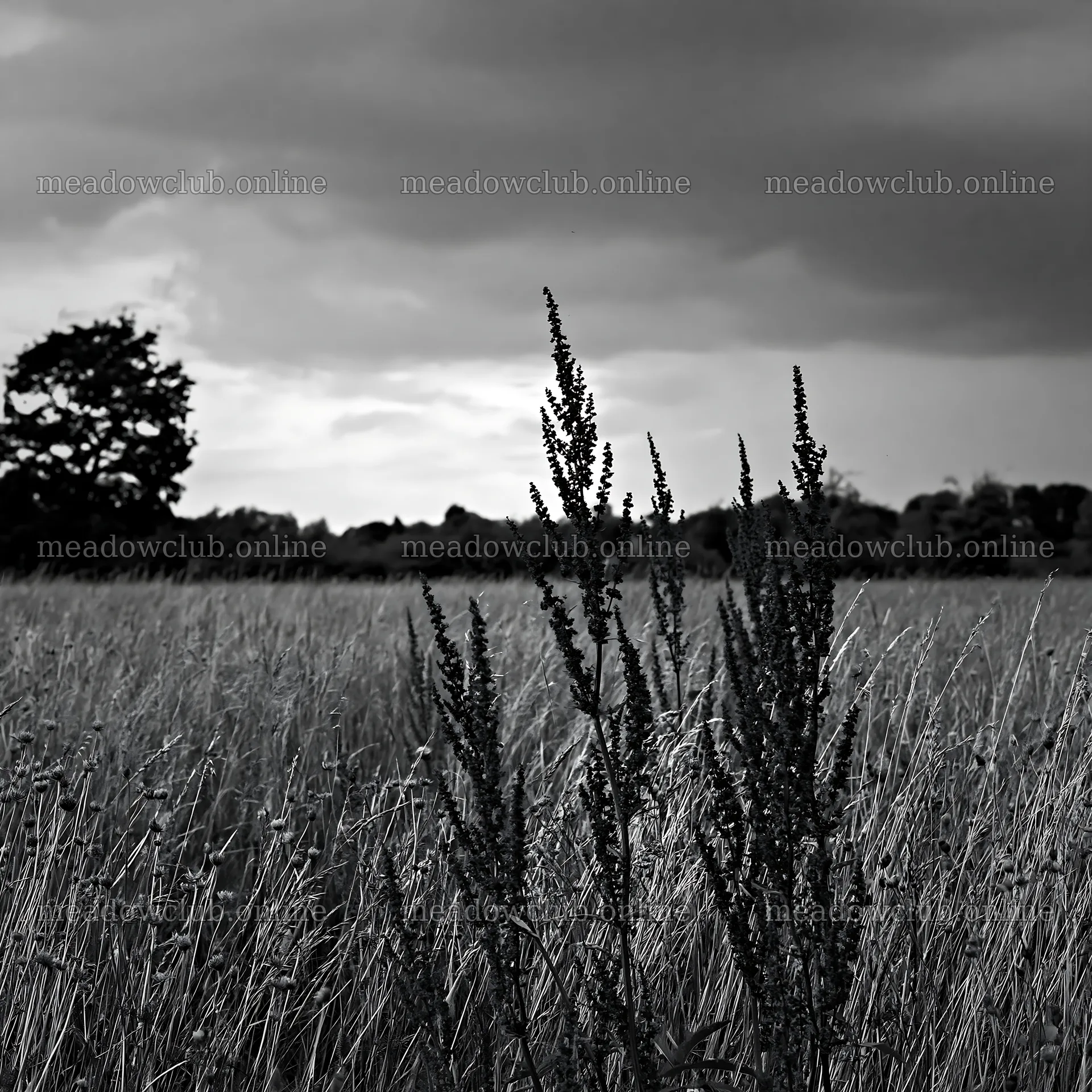 Meadow with seedheads under a cloudy sky – meadow photos 7938x7938