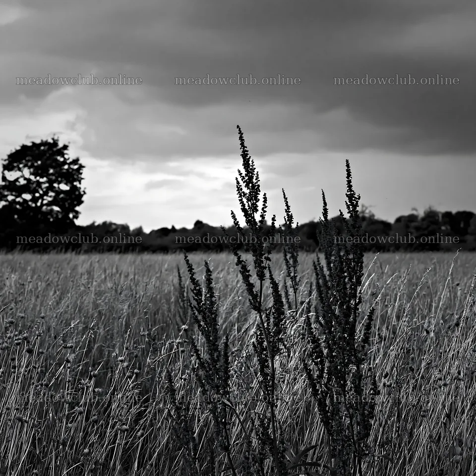 Meadow with seedheads under a cloudy sky – meadow photos 7938x7938