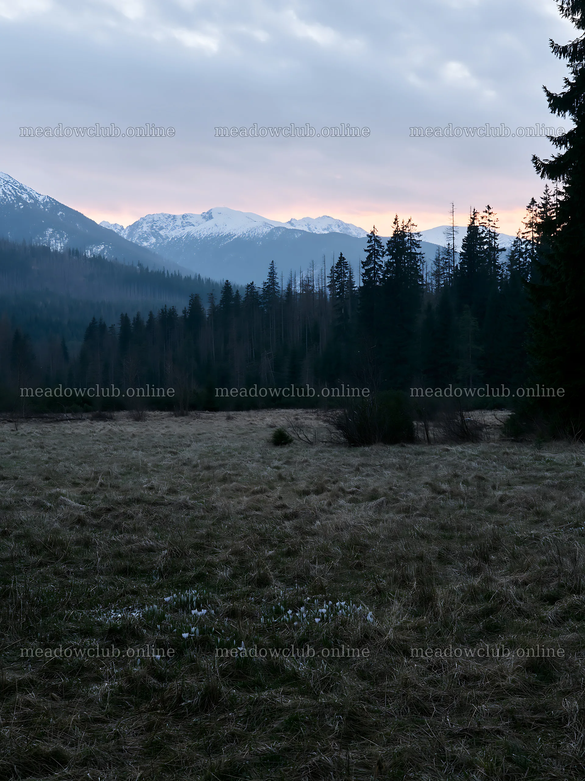 Meadow in the Tatra mountains during spring snowmelt – meadow photos 6866x9174