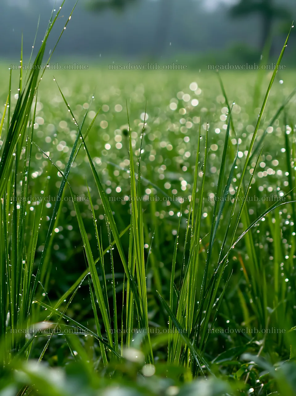 Kochi monsoon meadow rain beaded grasses in sunlight – meadow photos 6866x9174