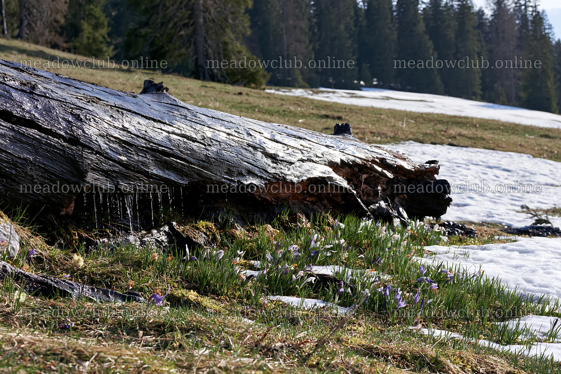 Weathered log in a meadow with snow and greenery – meadow photos 9722x6480