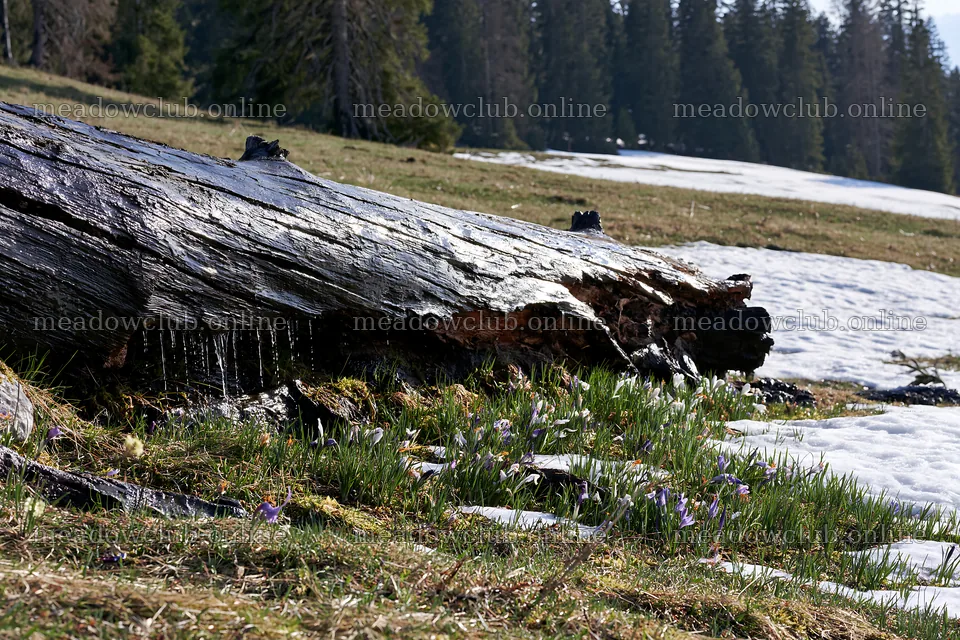 Weathered log in a meadow with snow and greenery – meadow photos 9722x6480