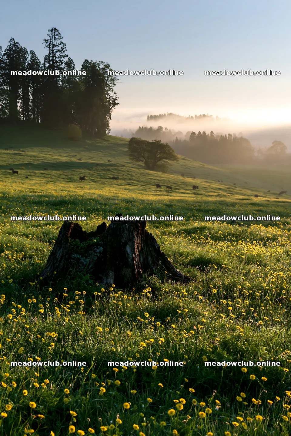 Fukushima native meadow with weathered stump – meadow photos 6480x9722