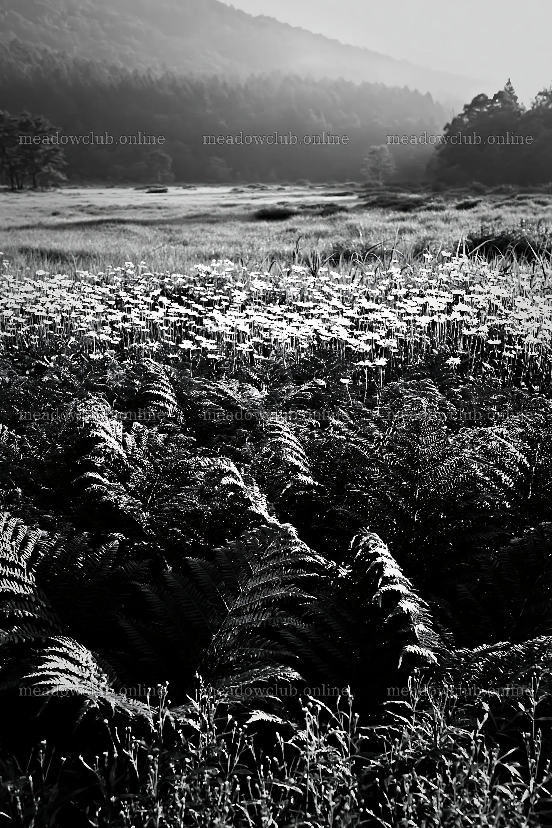 Nara summer meadow with fern foreground in black and white – meadow photos 6480x9722