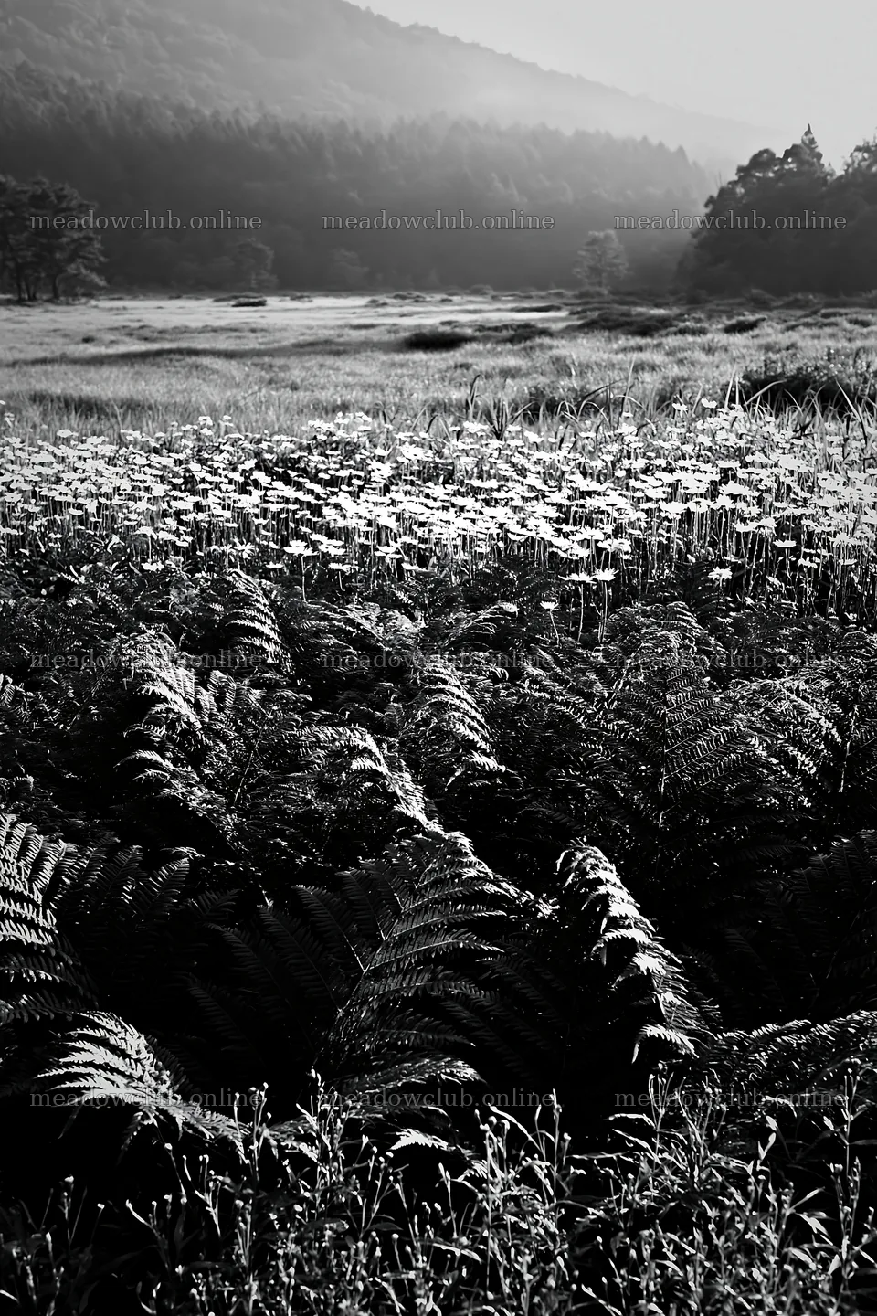 Nara summer meadow with fern foreground in black and white – meadow photos 6480x9722