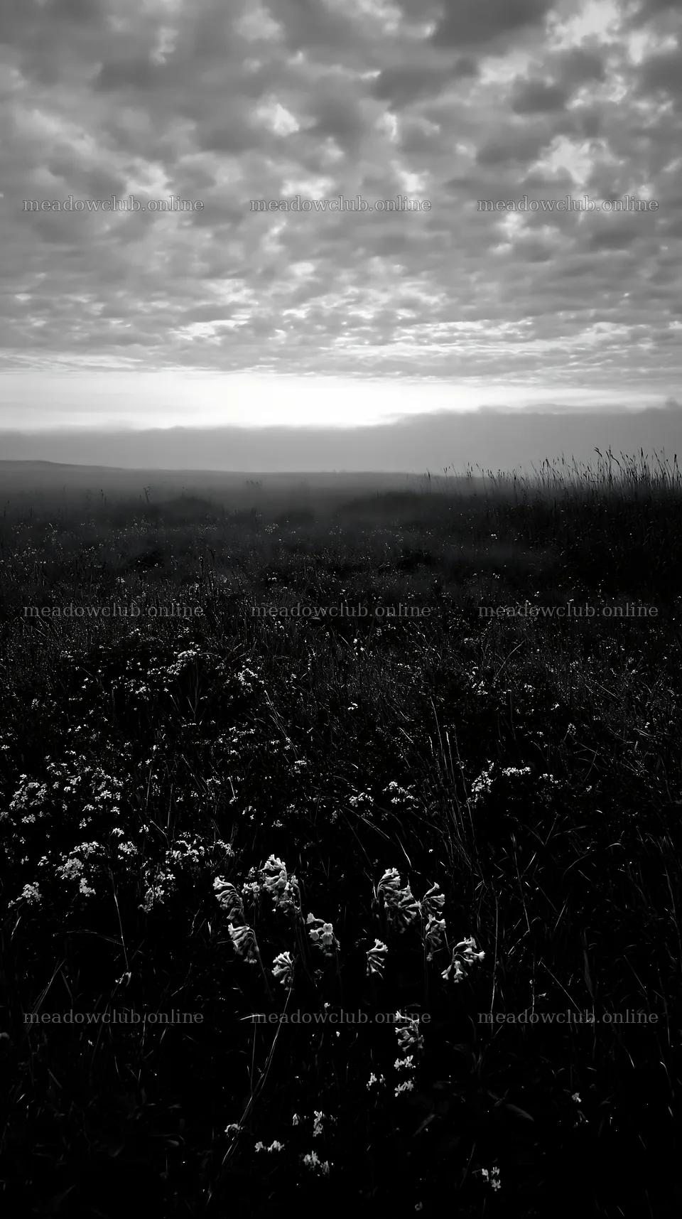 Meadow with flowers and clouds at dusk in spring – meadow photos 5938x10608