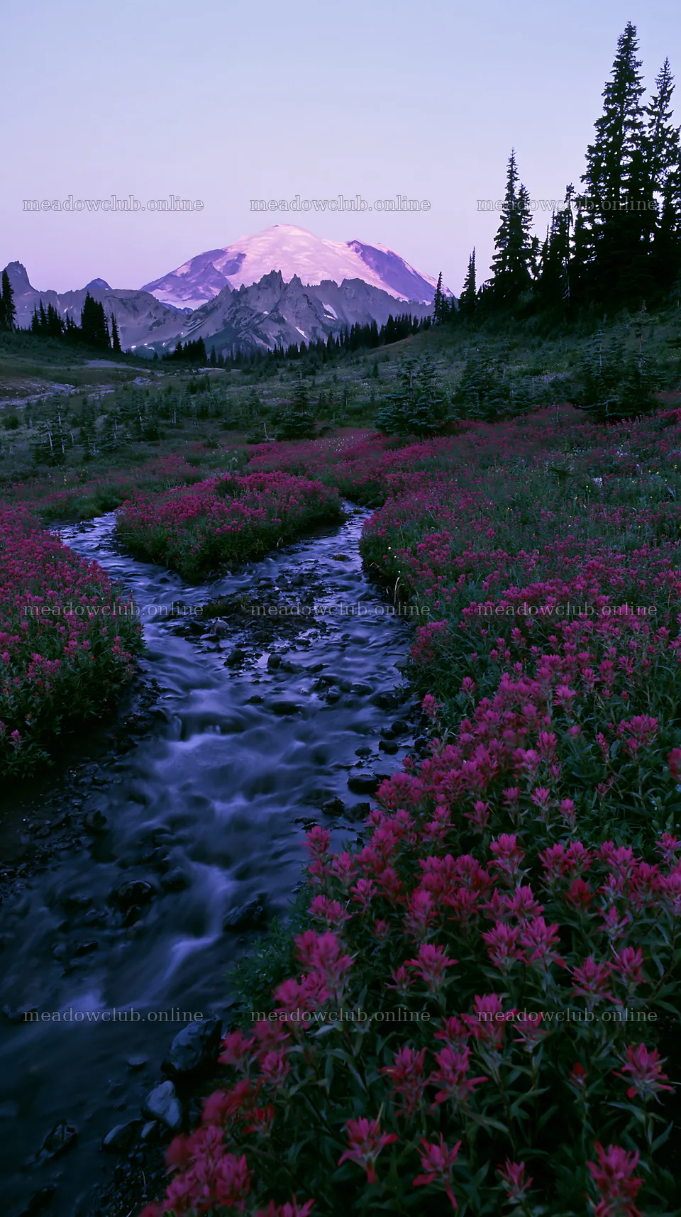 Mount Rainier wildflower meadow at sunrise – meadow photos 5938x10608