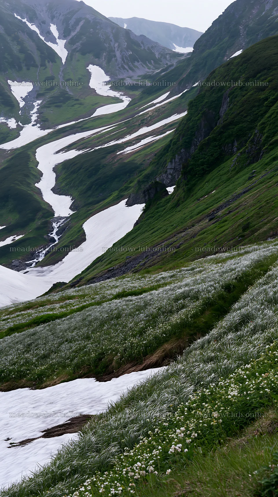 Akita snowmelt meadow with silver grasses under green hills – meadow photos 5938x10608
