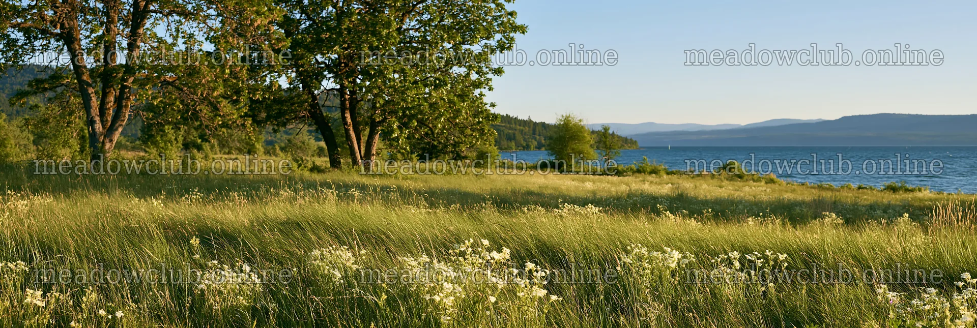 Lakeside orchard meadow with trees and water in the distance – meadow photos 13690x4602