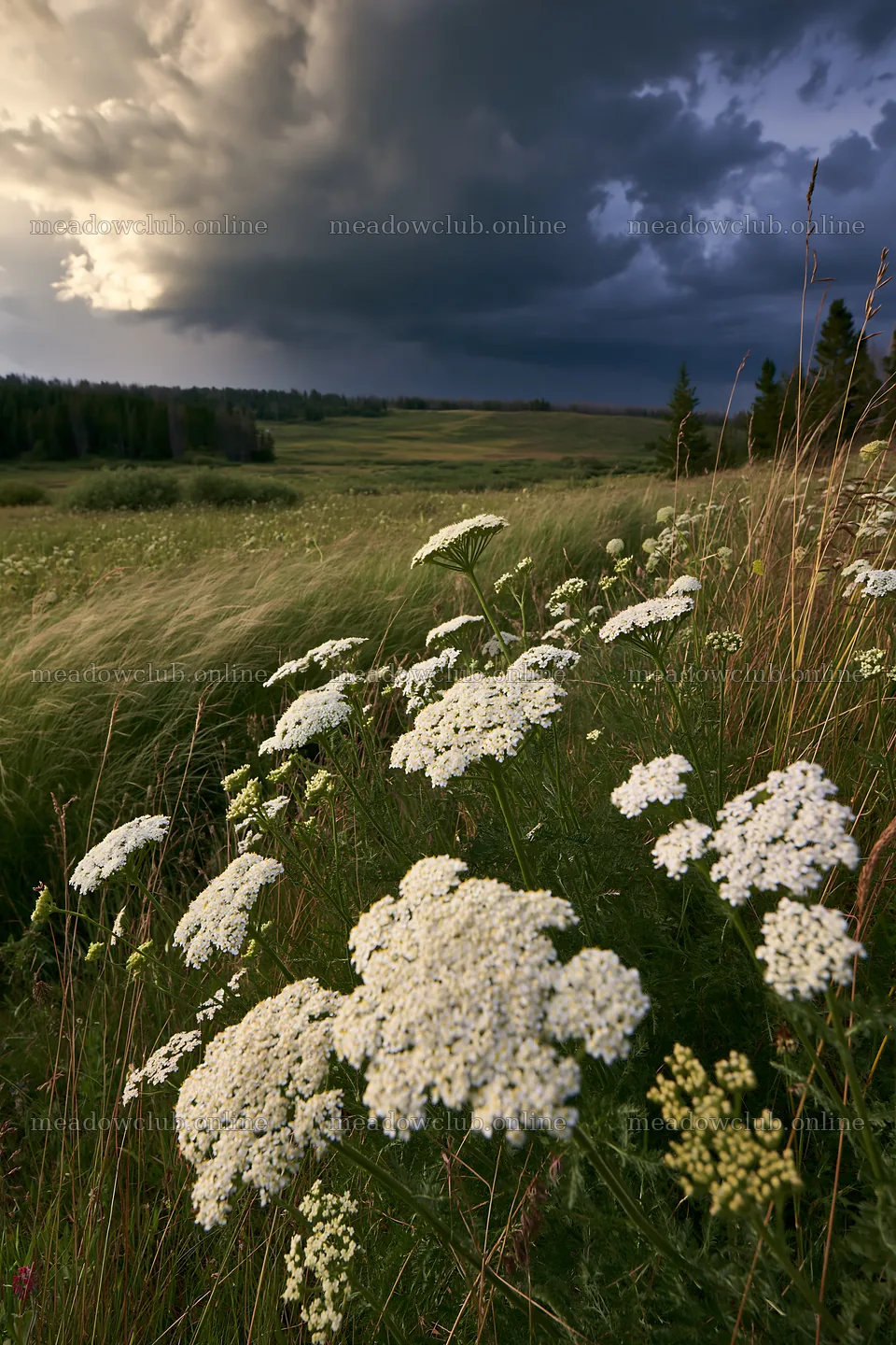 Yarrow meadow bloom under dark clouds in a wide landscape – meadow photos 6480x9722