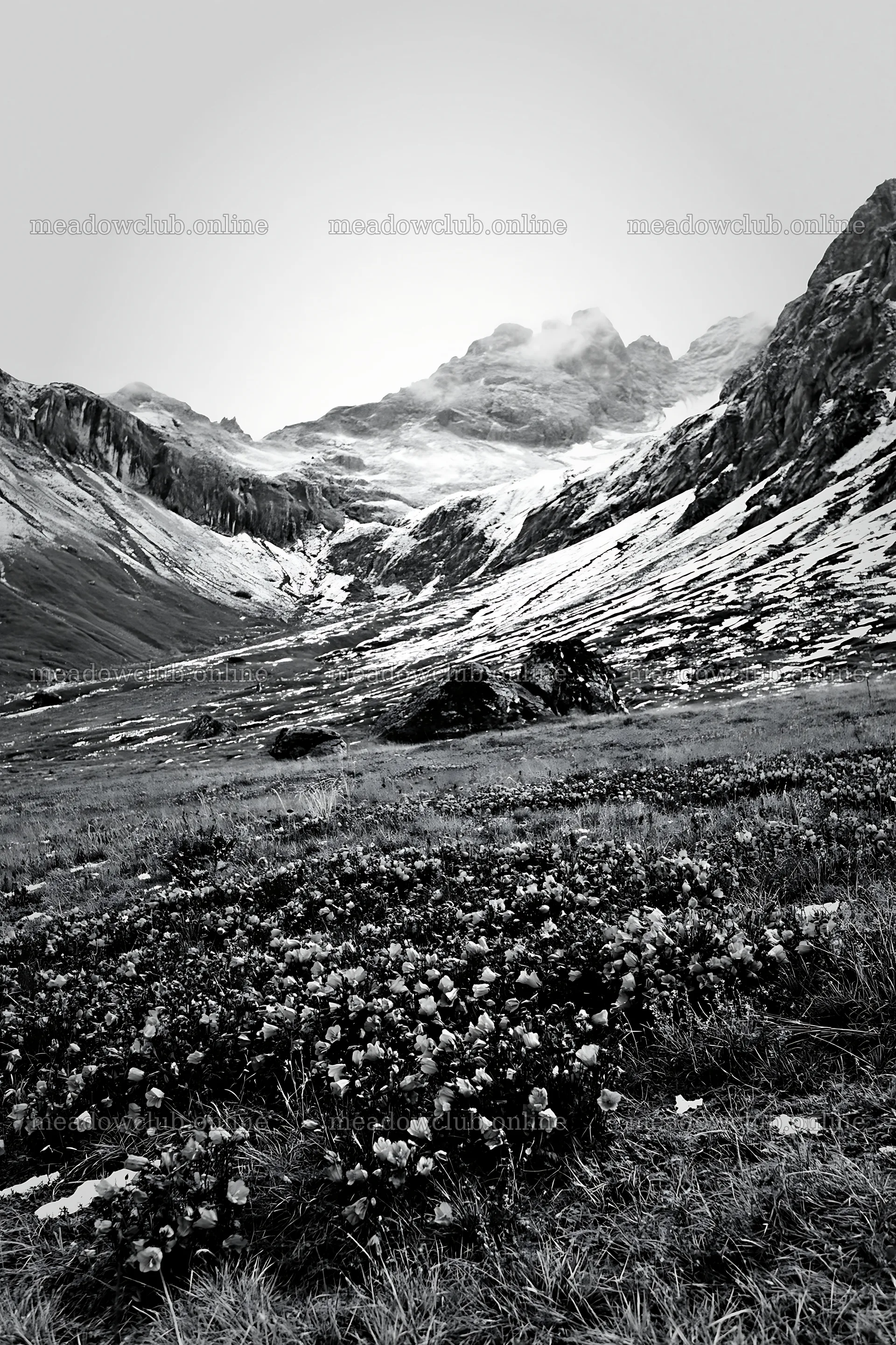 Swiss alpine meadow with flowers and mountains in black and white – meadow photos 6480x9722