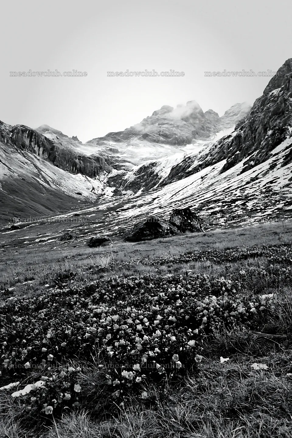 Swiss alpine meadow with flowers and mountains in black and white – meadow photos 6480x9722