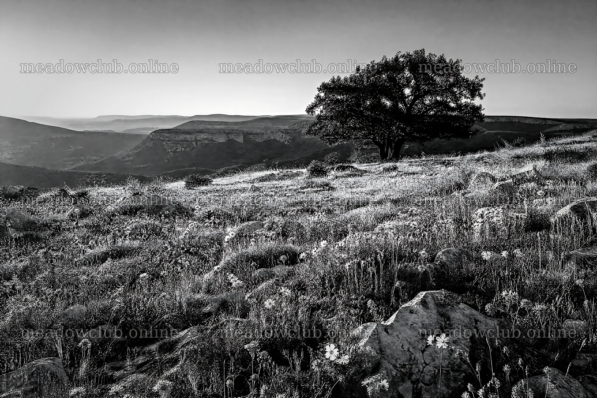 Sunny limestone meadow with distant mountains and single tree – meadow photos 9722x6480