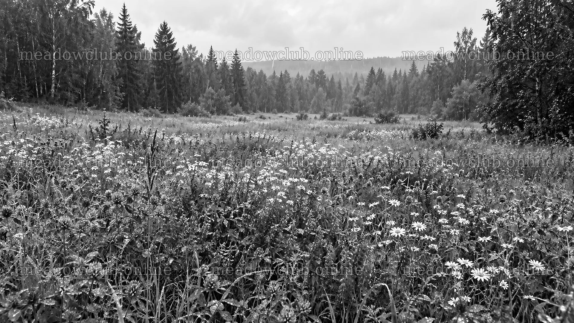 Wildflower Meadow in a Forest Clearing – meadow photos 10324x5812