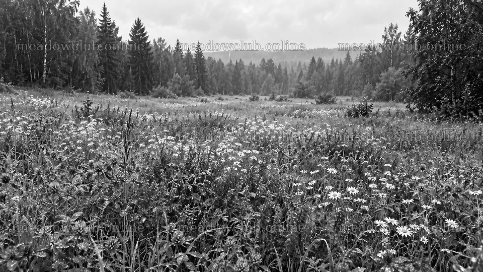 Wildflower Meadow in a Forest Clearing – meadow photos 10324x5812