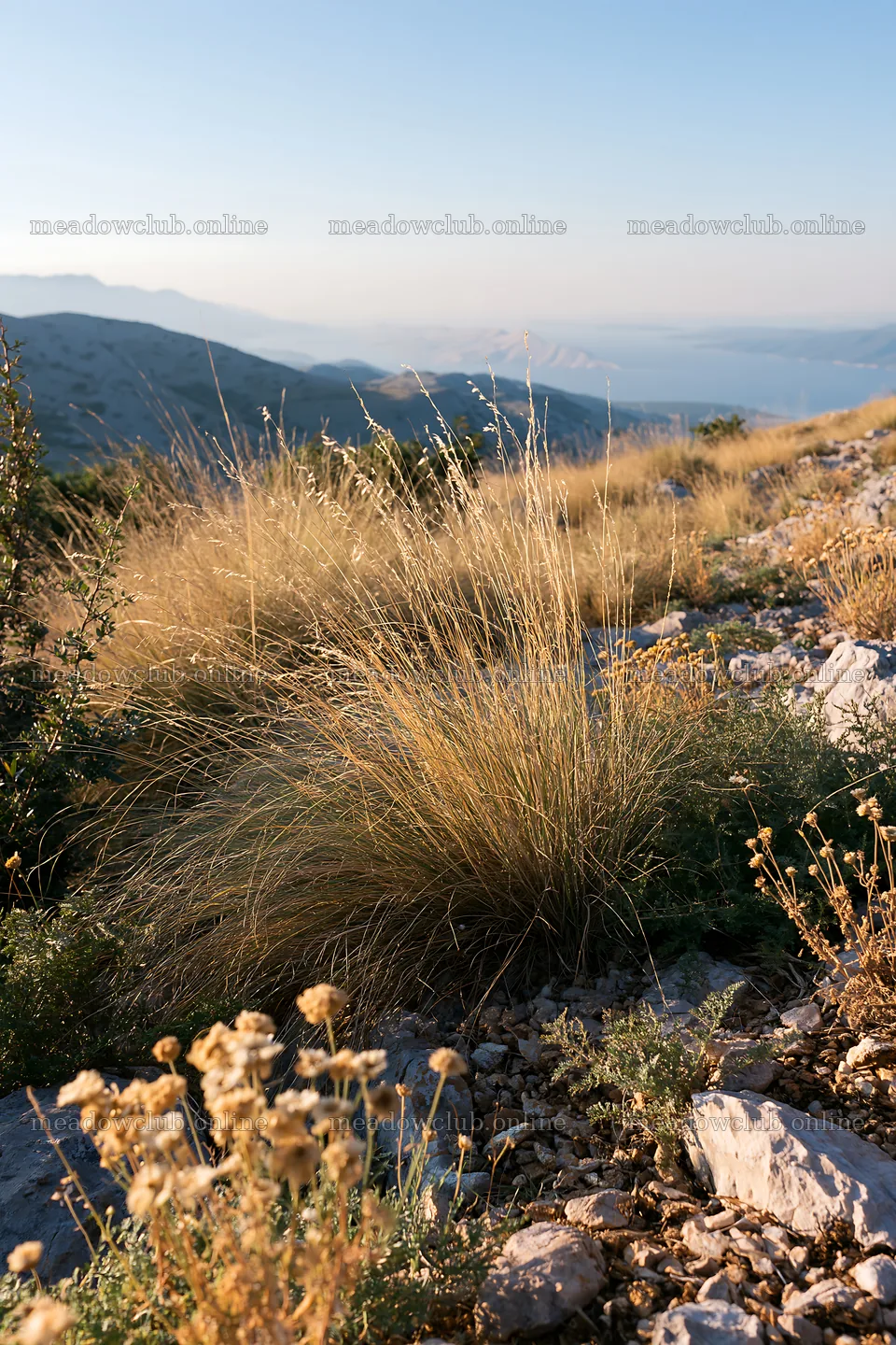 Drought-tolerant meadow with grass and rocky terrain – meadow photos 6480x9722