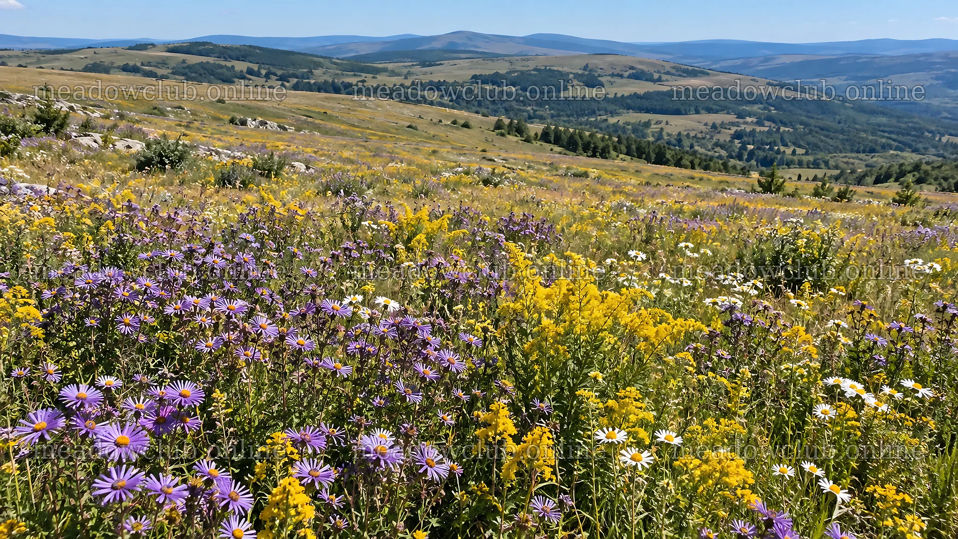 Colorful Wildflowers Across a Rolling Mountain Meadow – meadow photos 10324x5812