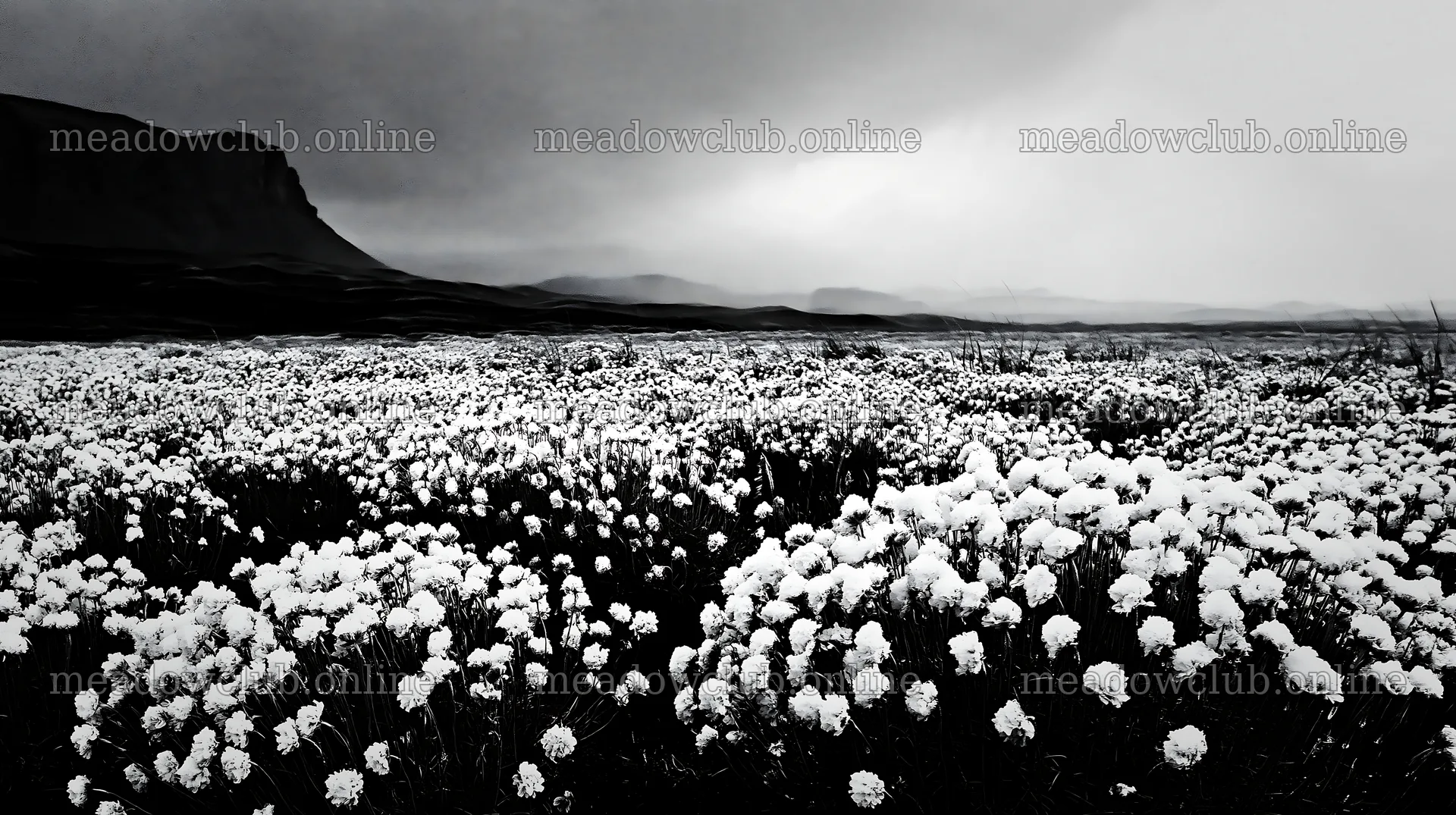 Dune meadow covered in snow with dark clouds overhead – meadow photos 10608x5938