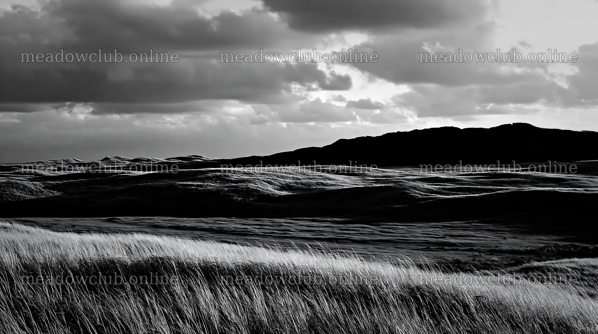 Windy meadow with dune grasses in Tottori – meadow photos 10608x5938