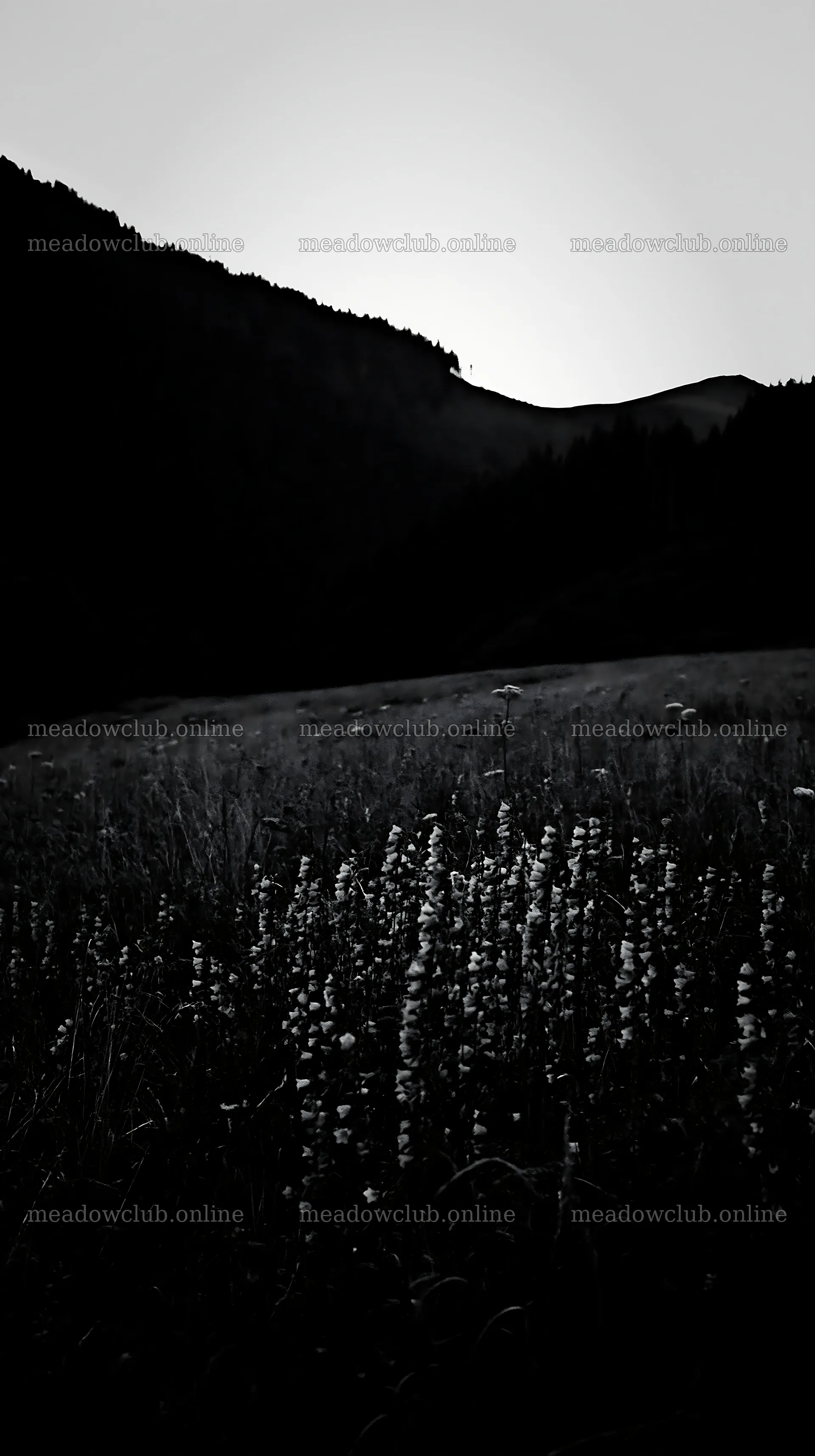 Slovak meadow across Carpathian valley at dusk – meadow photos 5938x10608