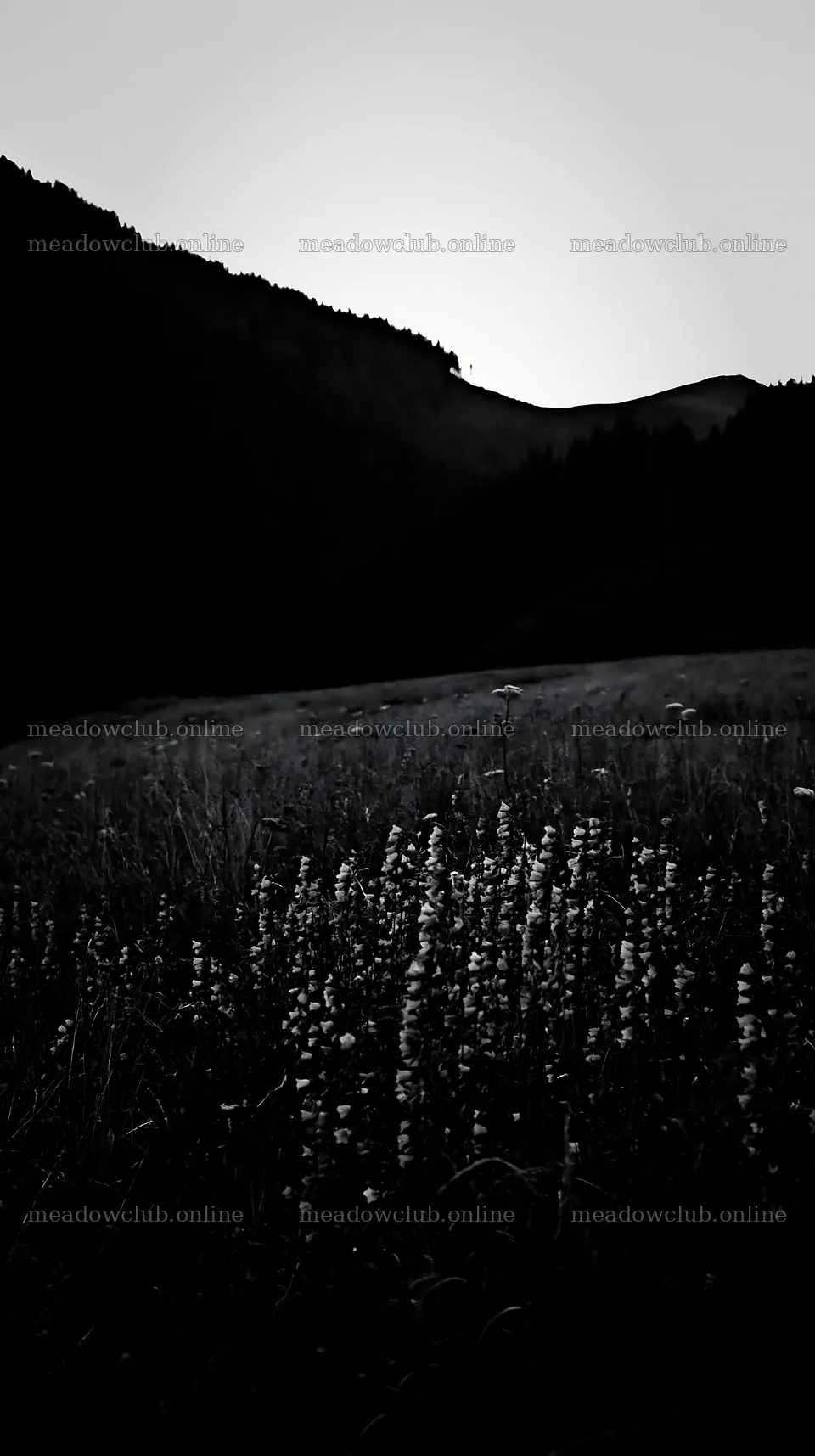 Slovak meadow across Carpathian valley at dusk – meadow photos 5938x10608