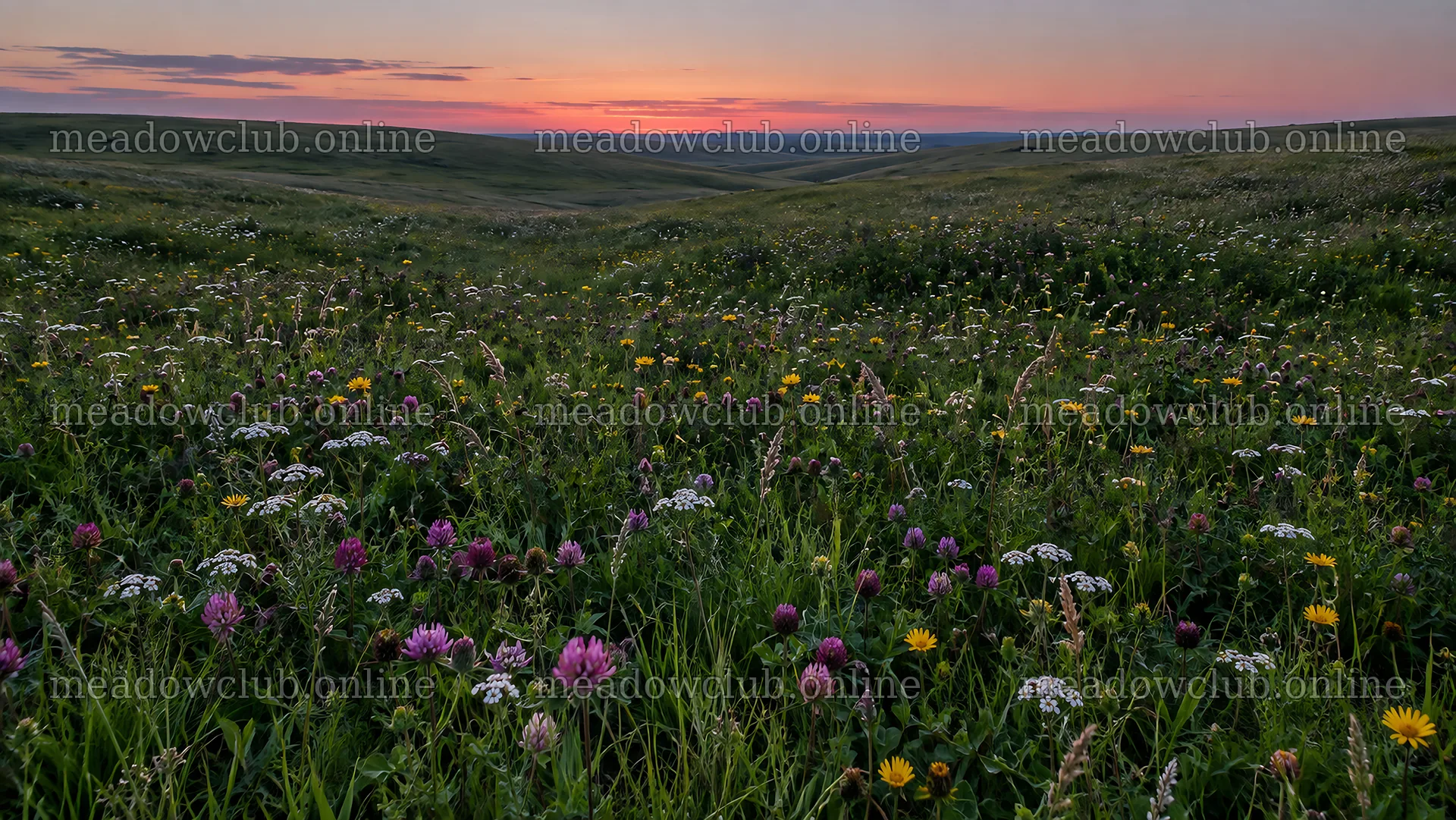 Dark Wildflower Meadow at Sunset – meadow photos 10324x5812