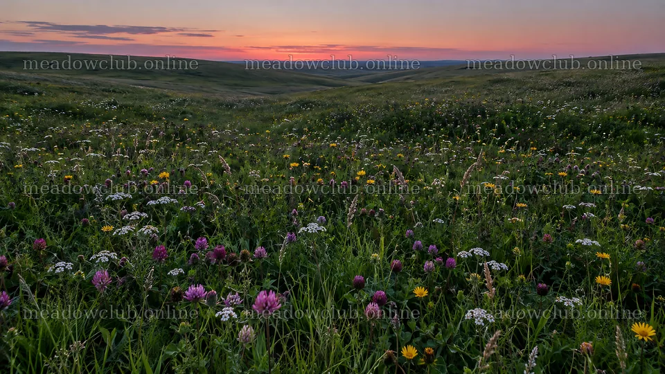Dark Wildflower Meadow at Sunset – meadow photos 10324x5812