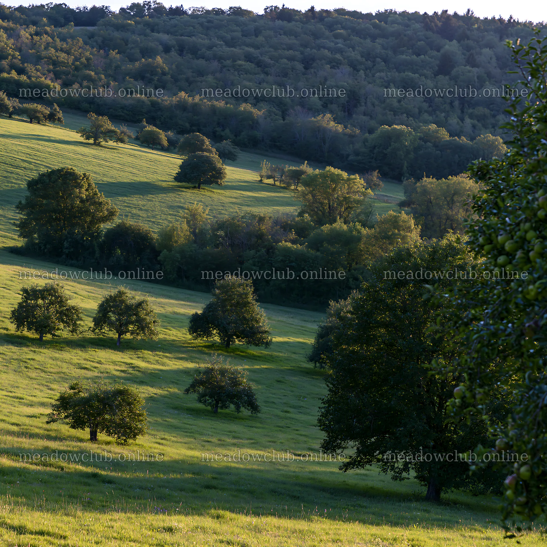Apple meadow at sunset with trees and hills – meadow photos 7938x7938
