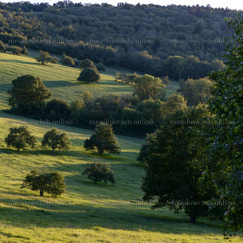 Apple meadow at sunset with trees and hills – meadow photos 7938x7938