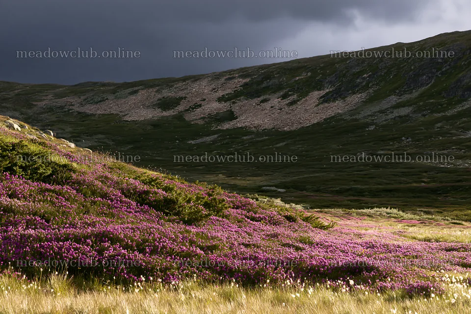Jotunheimen valley meadow with sunbeams through clouds – meadow photos 9722x6480