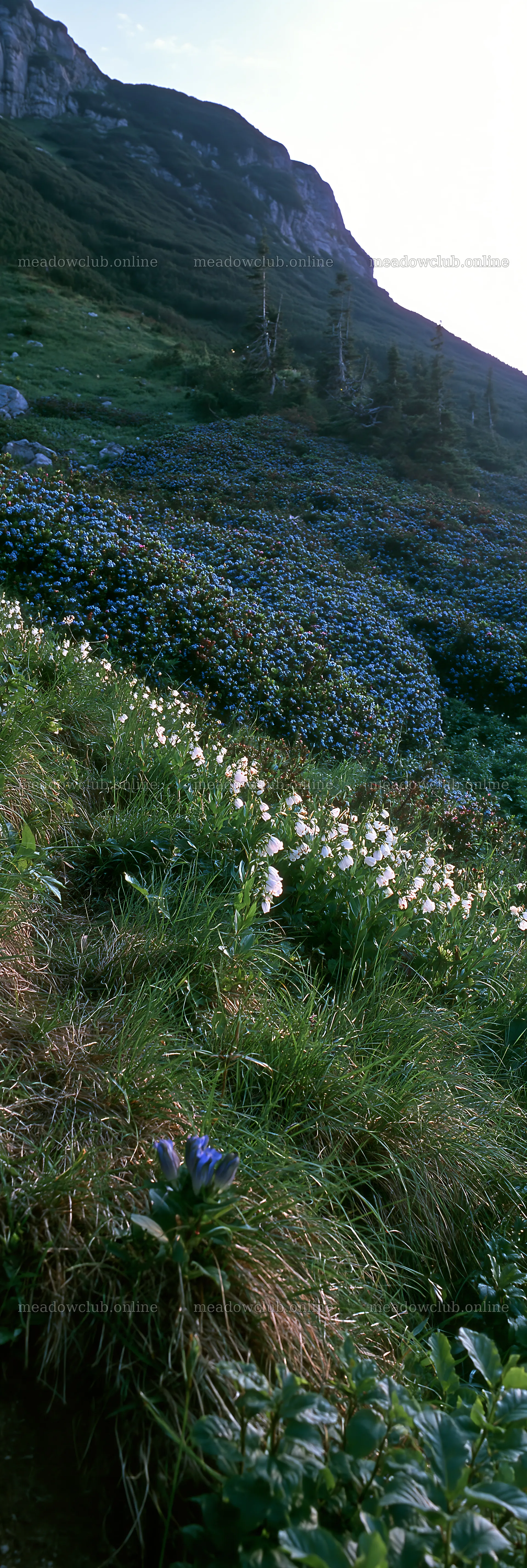 Biodiverse meadow filled with various wildflowers and grasses – meadow photos 4602x13690
