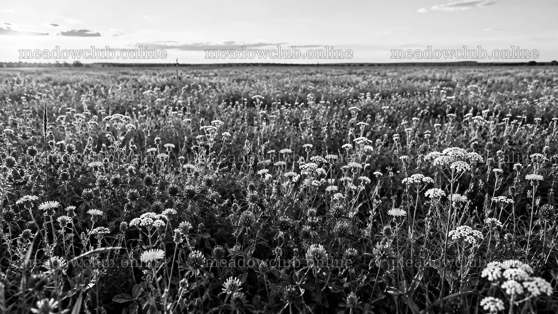 Black and White Wildflower Meadow Beneath a Cloudy Sky – meadow photos 10324x5812