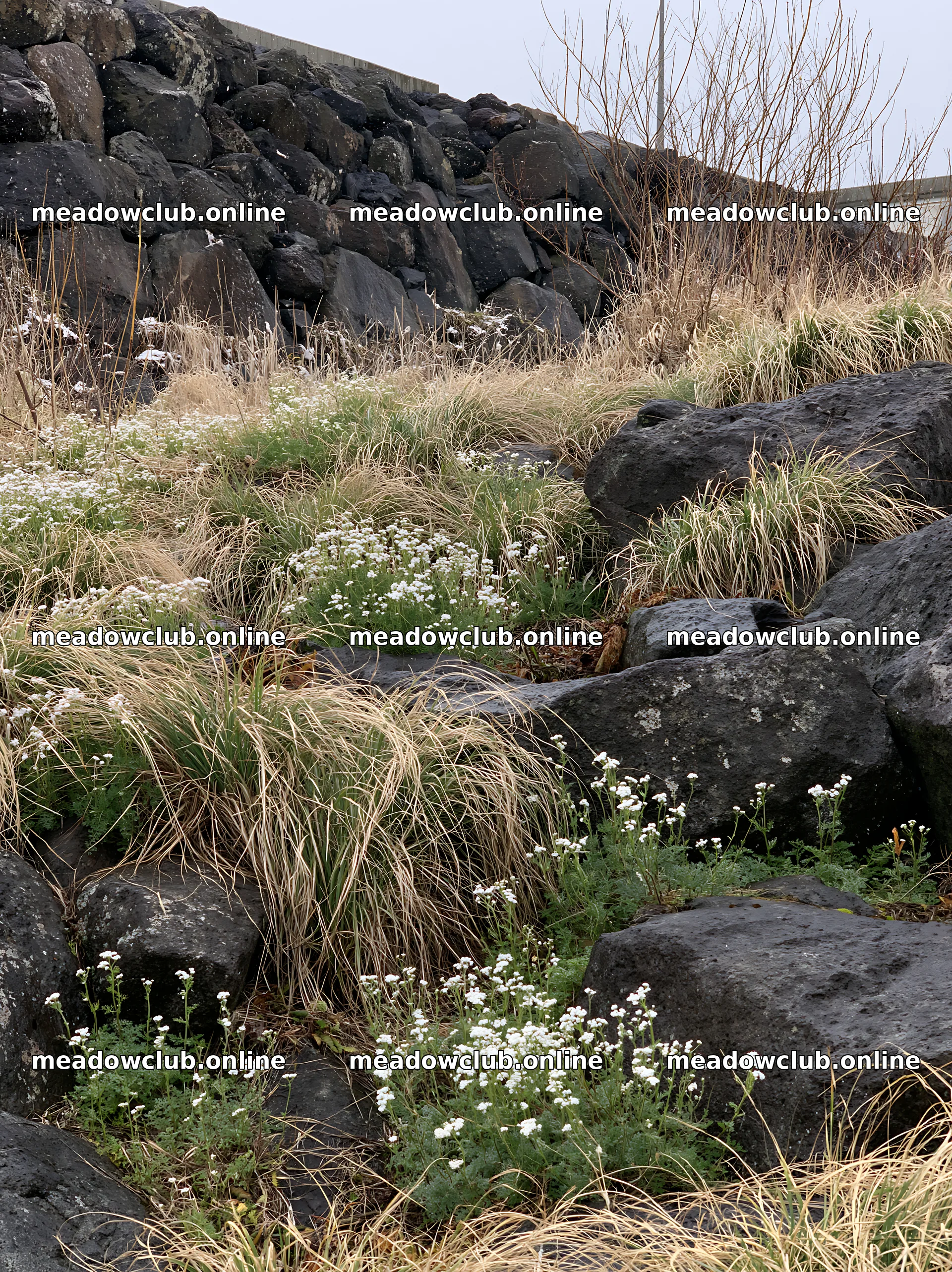 Aomori climate resilient meadow with boulder – meadow photos 6866x9174