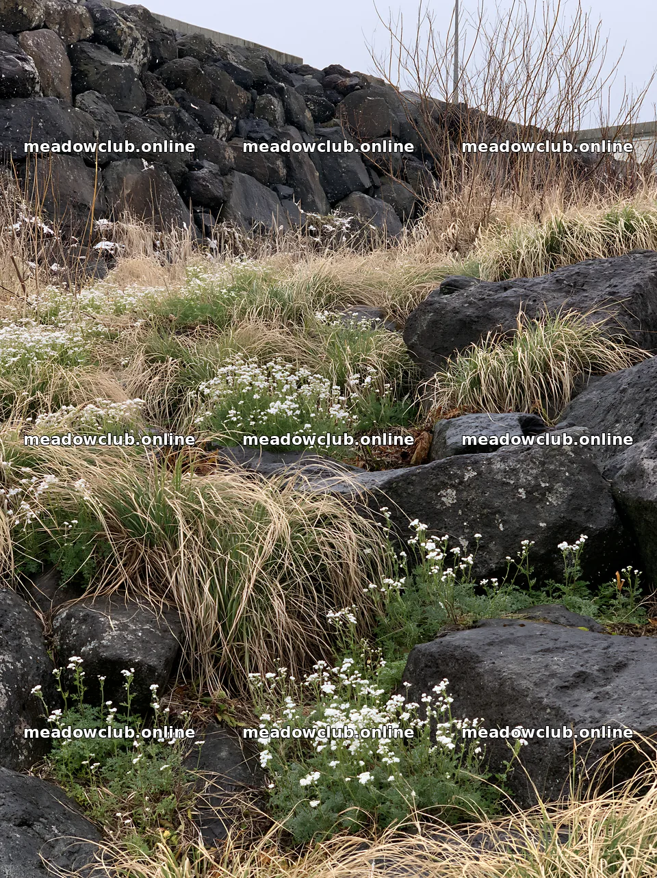 Aomori climate resilient meadow with boulder – meadow photos 6866x9174