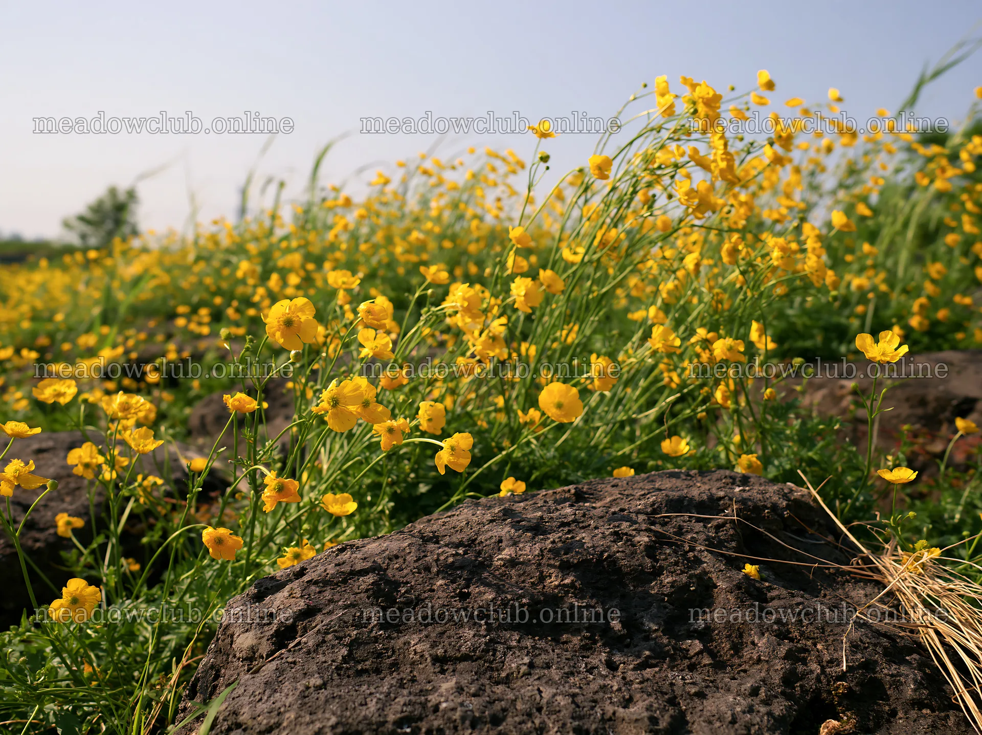 Kyoto spring wildflower meadow stone foreground – meadow photos 9174x6866