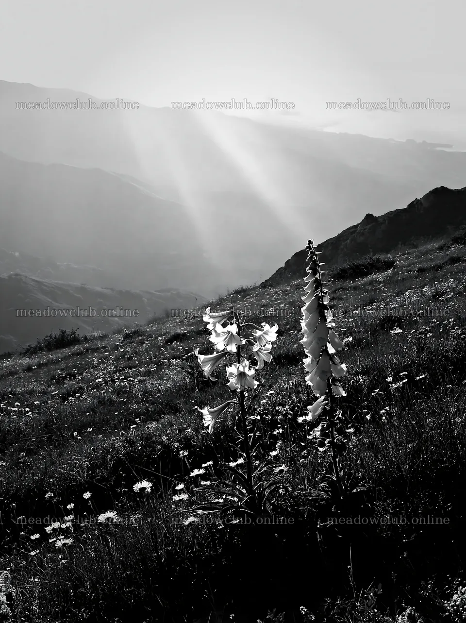 Sunrays shine over Picos de Europa meadow with wildflowers – meadow photos 6866x9174