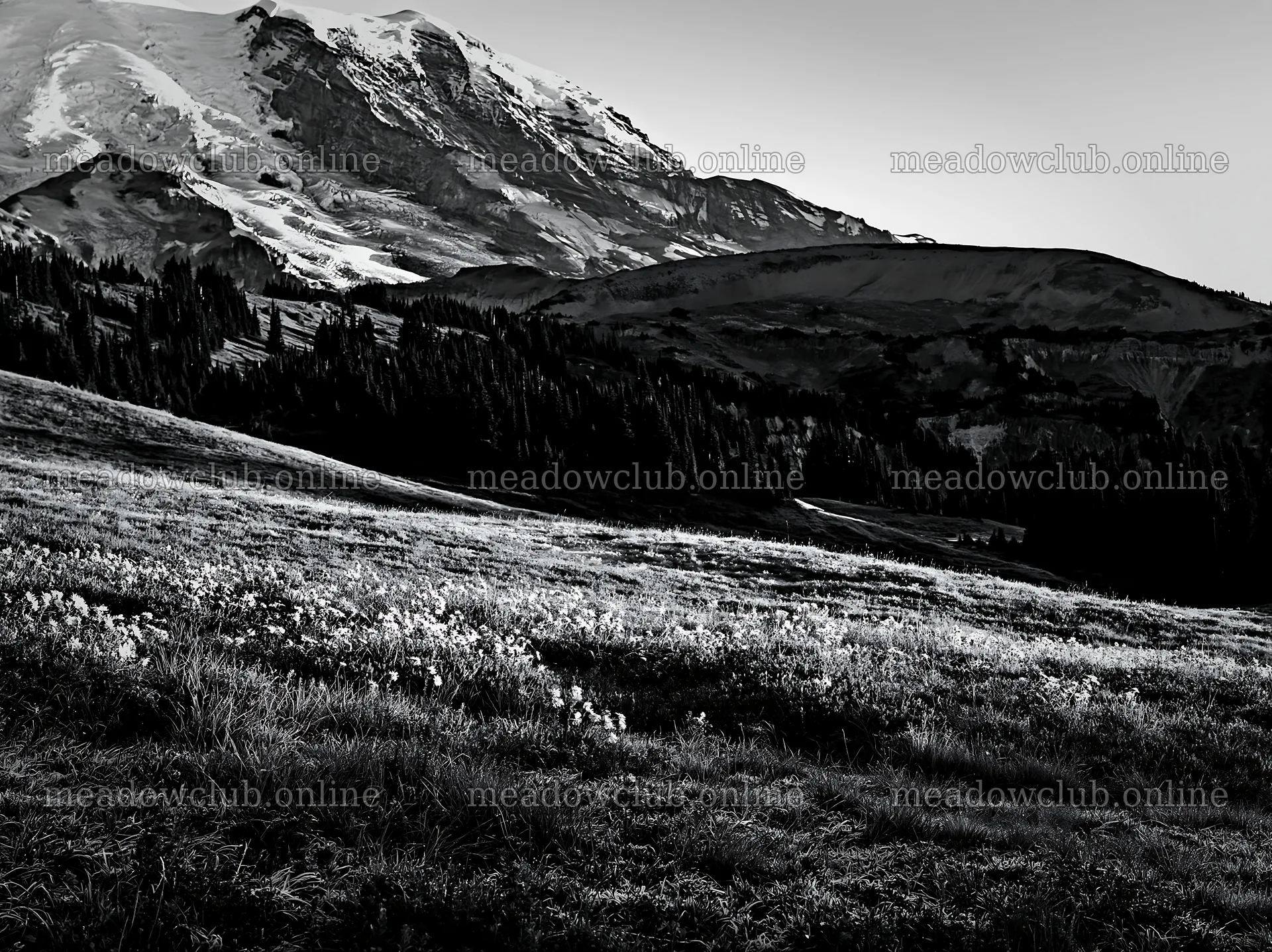 Mount Rainier wildflower meadow sunrise view – meadow photos 9174x6866