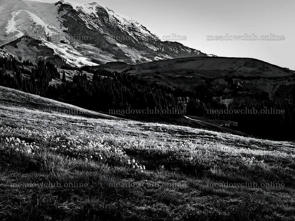 Mount Rainier wildflower meadow sunrise view – meadow photos 9174x6866