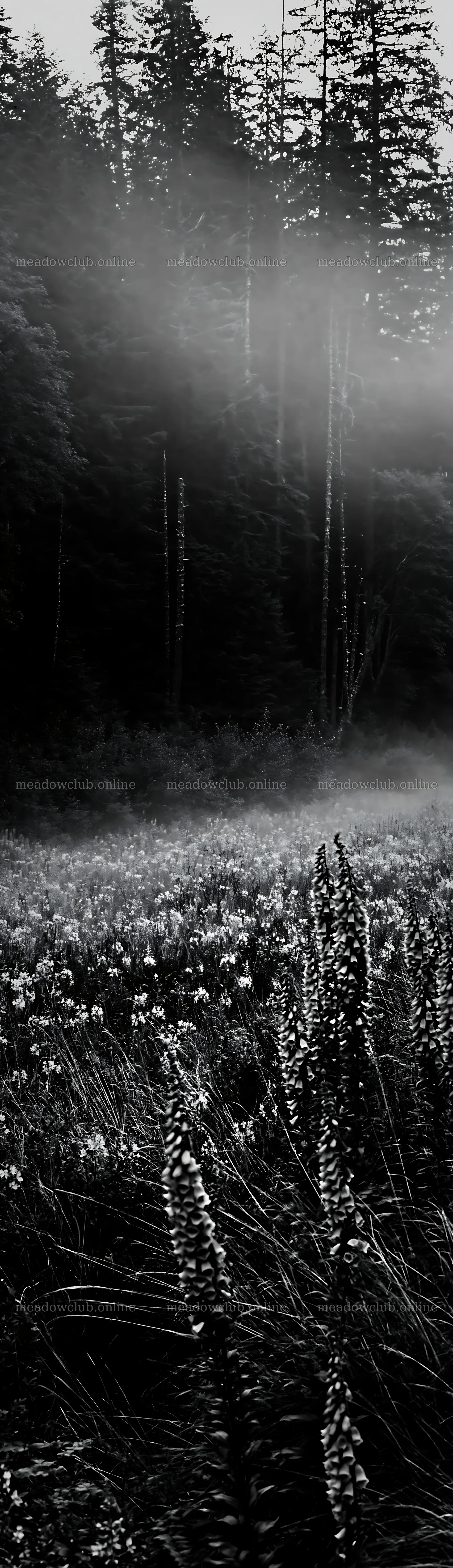 Misty forest meadow with tall plants and trees in background – meadow photos 4268x14762
