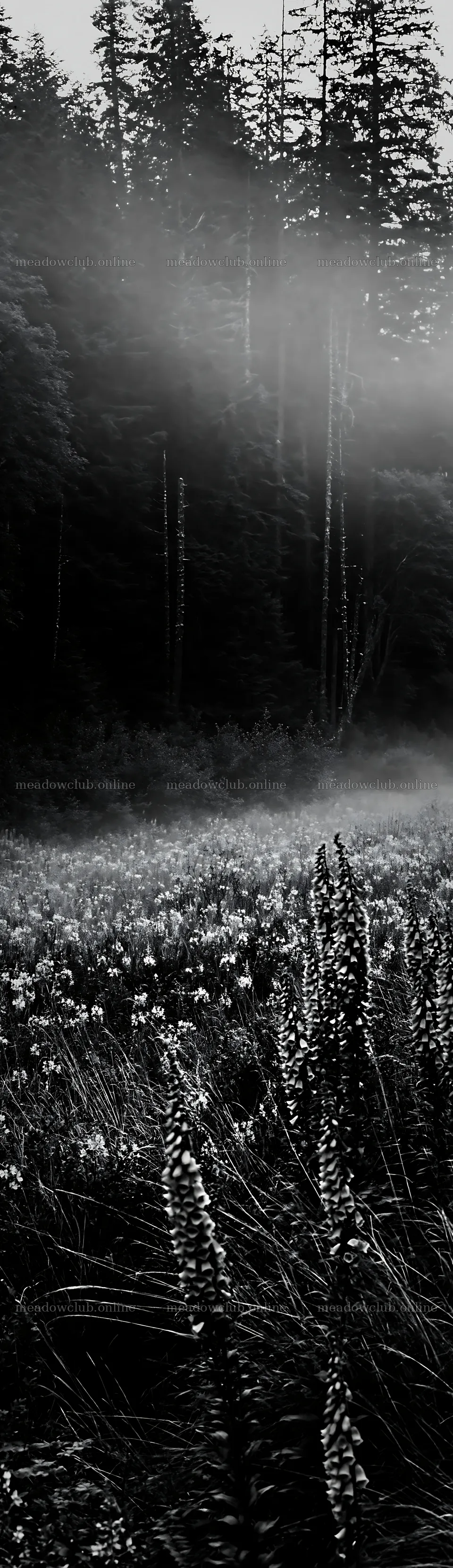 Misty forest meadow with tall plants and trees in background – meadow photos 4268x14762