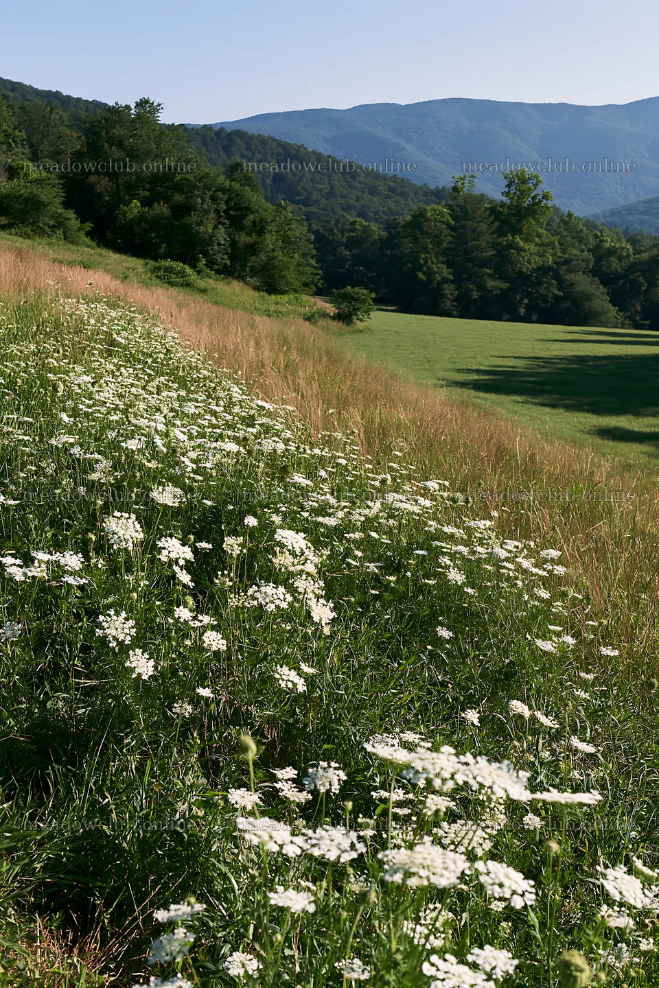 Sunny wild carrot meadow beside field in mountain region – meadow photos 6480x9722