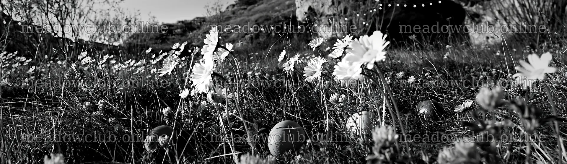 Christmas ornaments near cave in meadow – meadow photos 14762x4268