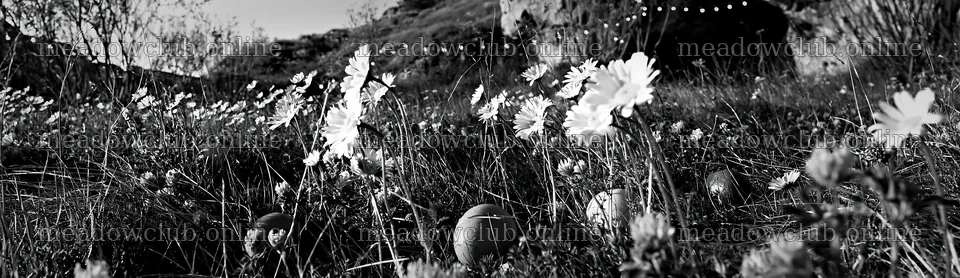 Christmas ornaments near cave in meadow – meadow photos 14762x4268