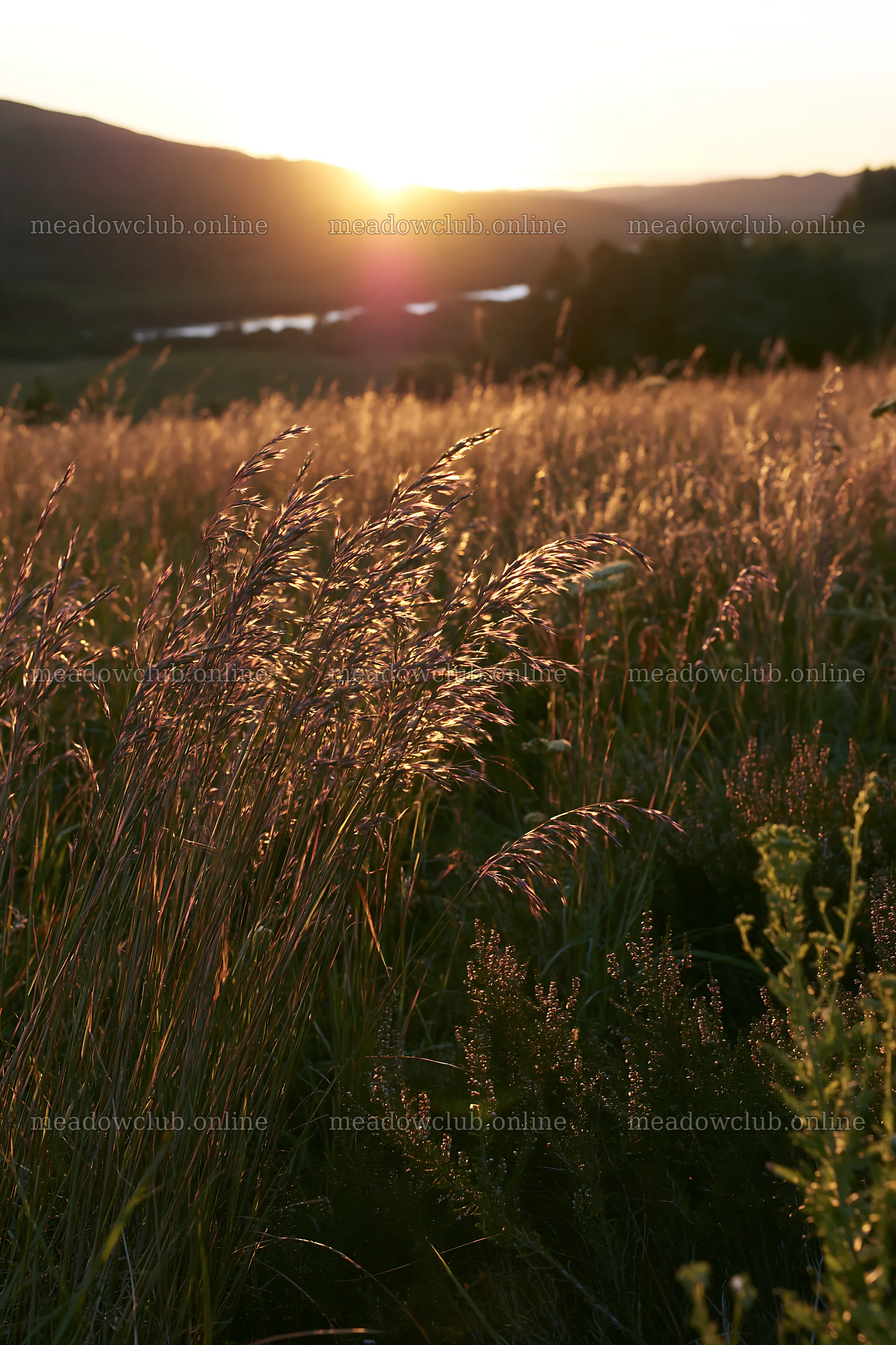 Meadow with seedheads at sunset near a river – meadow photos 6480x9722