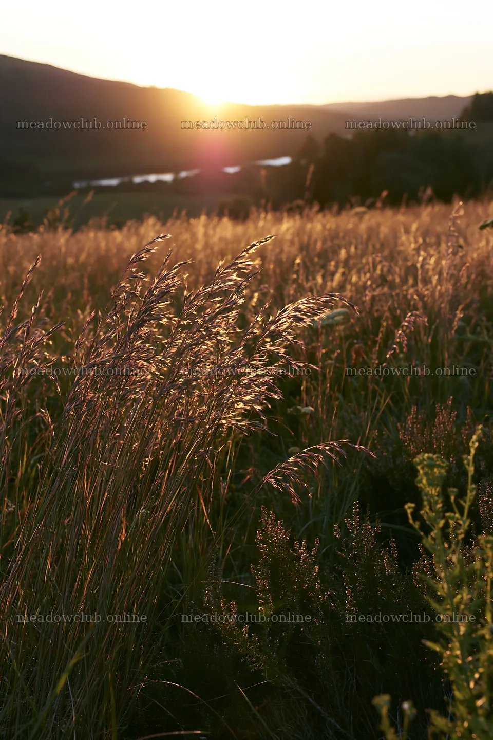 Meadow with seedheads at sunset near a river – meadow photos 6480x9722